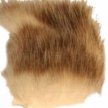 A. Jensen American Opossum