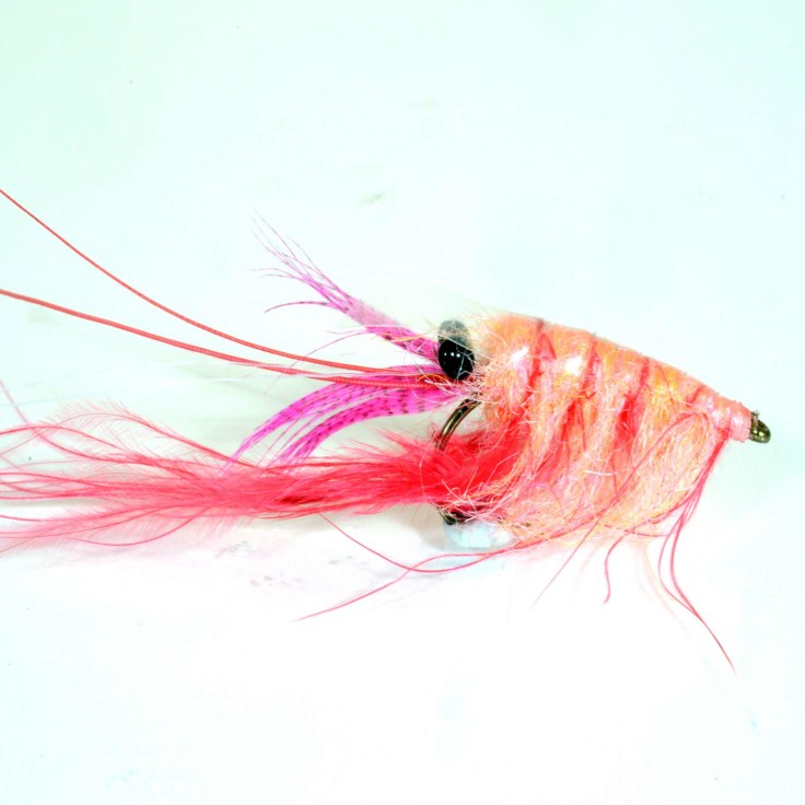 Crangon Shrimp -Shrimp Pink