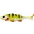 Yellow Perch