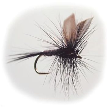 Swedish Serie Black Gnat