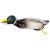 Mallard (Male)