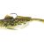 Spotted Goby